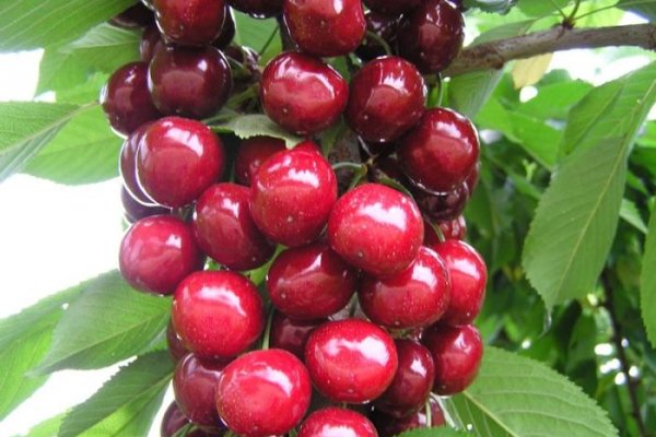 Кракен 16 at