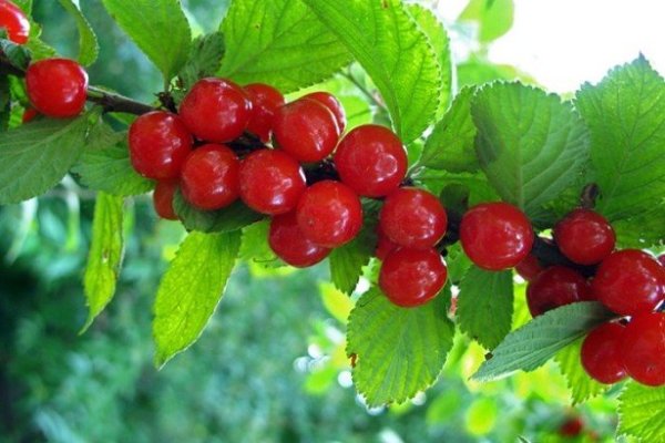 Ссылки для tor
