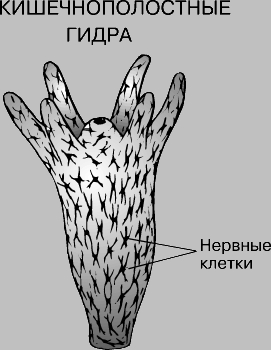 Кракен зеркало рабочее на сегодня krakenat2krnkrnk com